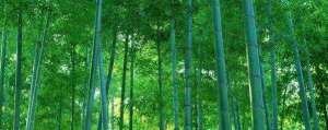富贵竹的种植方法(毛竹怎么样种)