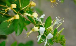 金银花树苗的种植(金银花的种植方法和注意事项，有2种繁殖方式，注意5生长要素)