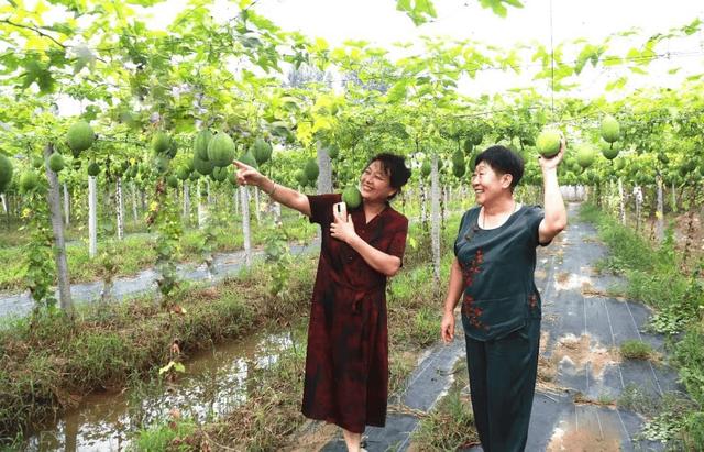 河北盐山：瓜蒌种植小产业 助力乡村振兴大梦想