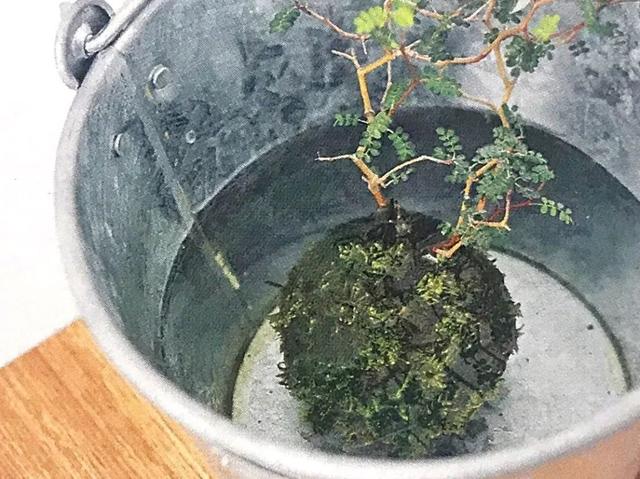 都吐槽苔藓盆栽难养？那台友到底搞懂苔藓盆栽的最佳浇水时机没？