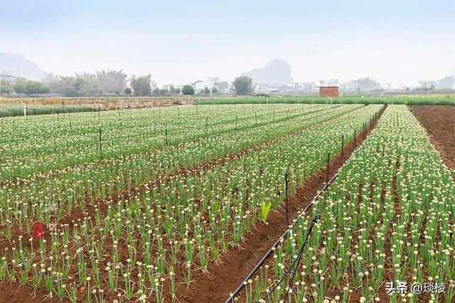 一根香葱，十亿产业！广西这个小镇种了2万亩香葱，今年亏了吗？