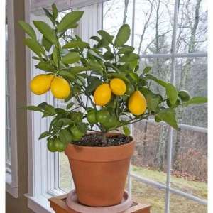 柠檬怎么种植盆栽(在家里养盆栽柠檬保证开花结果的几个关键，枝条扦插也能繁殖)