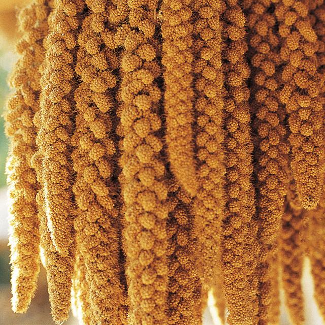 小米是什么时候有的？中国历史上小米作为储备粮食，有哪些作用？