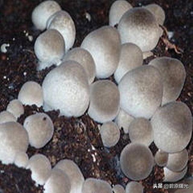 金针菇下床栽培下脚废料，巧妙再利用栽培草菇技术