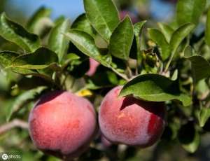 种植矮化苹果能赚钱吗(20亩苹果一年净利润27万，看看永寿这位果农怎么做到的？)