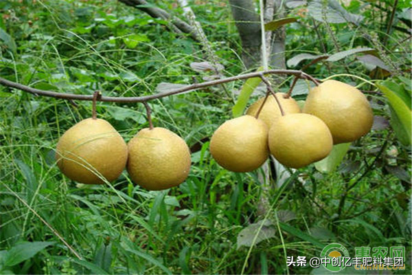 种植梨树，如何才能提高梨子品质？