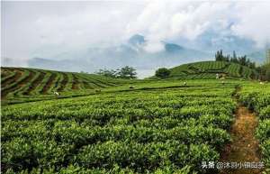 白茶的种植技术(播种法-福鼎白茶茶苗繁育)