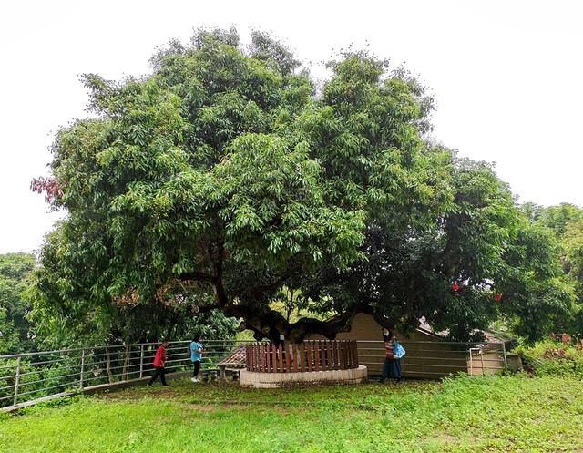 670岁荔枝树年年结果！惠城区最古老的一级古树就是它！