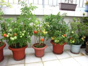 家庭如何种植圣女果(盆栽小番茄“这样养”，一棵能结果一脸盆，摘了又长，漂亮又好养)