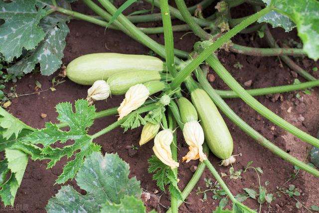 种植西葫芦瓜大、质量好，搞清栽培4要点，产量增加20%