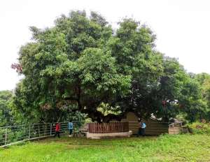 荔枝树种植需用生根粉(670岁荔枝树年年结果惠城区最古老的一级古树就是它)