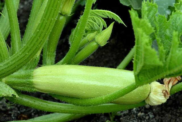 种植西葫芦瓜大、质量好，搞清栽培4要点，产量增加20%