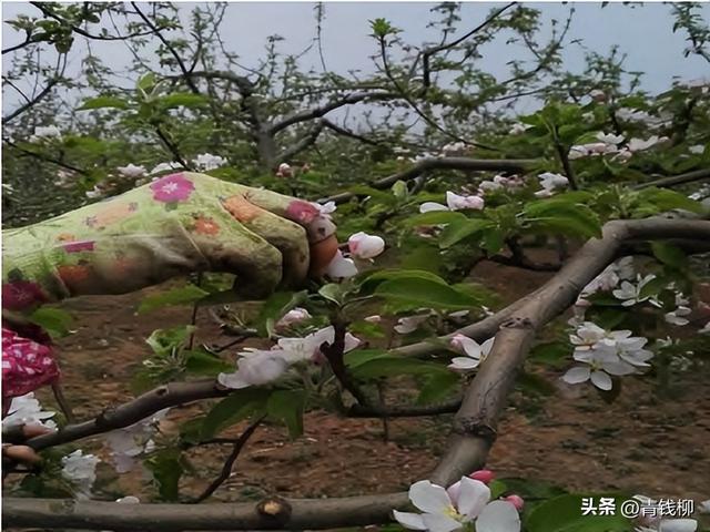 苹果树矮化密植栽培关键技术探究