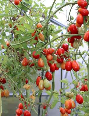 小番茄种植时间和方法(番茄苗种植新手必看 ，记住这五个小技巧，丰收也不难)