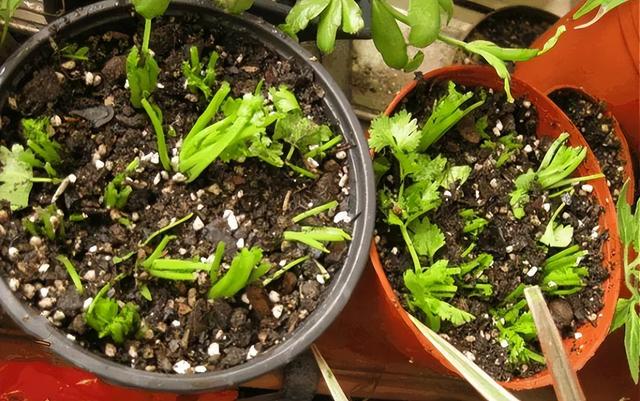 5种“青菜根”，扔了太浪费，插进花盆浇浇水，能吃大半年