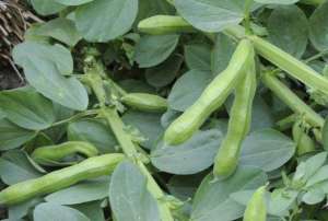 蚕豆种植的方法(种植蚕豆想高产，春季管理很关键，分享6点措施，很实用)