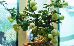 盆栽苹果树种植方法(阳台上栽一盆矮化苹果树，抓住3个要点，年年结果吃，还好看)