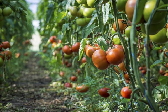 带你看看大棚西红柿的种植方法，其实很简单，还绝对实用