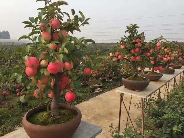 种植苹果还有前景吗？为什么要用矮化苹果树建园？