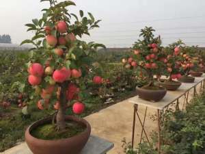 苹果幼苗种植(种植苹果还有前景吗？为什么要用矮化苹果树建园？)