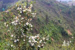 油茶树种植1亩收益多少(30万公斤信宜合水10万多株油茶迎丰收)