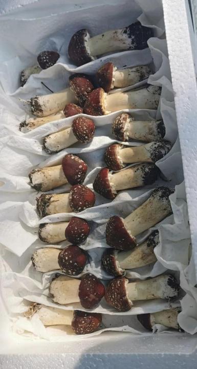 黑龙江东宁：以黑木耳菌糠为基质 红松茸喜获丰收