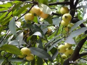 柚子在北方能种植吗(7月成熟就空心，以前当零食吃，如今被大量种植，却掉一地没人捡)