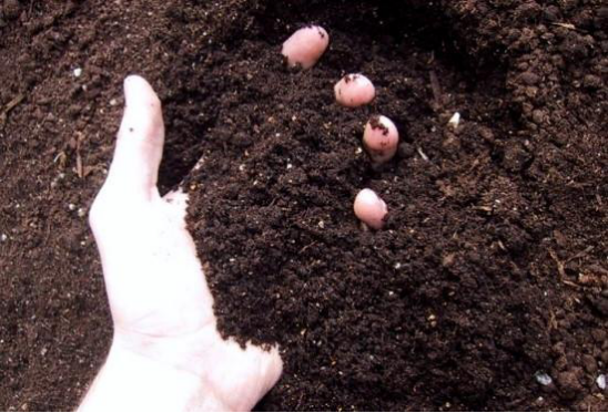 柚子种植技术，土壤时间水肥修剪缺一不可，种植户一起学学吧