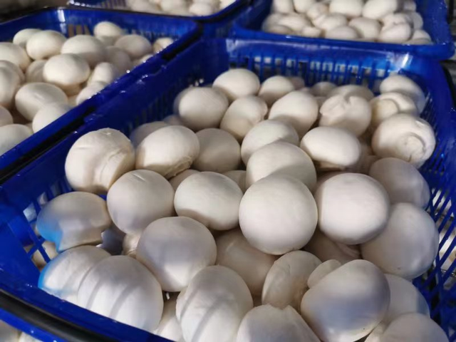 沪郊这里成功选育并试种出双孢菇新品种，将改变国内菌种依赖进口的局面