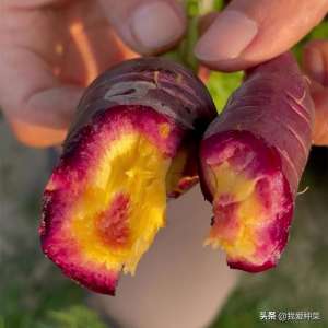 秋胡萝卜种植方法(头伏萝卜二伏芥，三伏里头种白菜，胡萝卜该种了)
