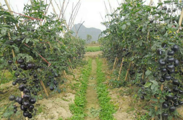 农村创业种植'黑番茄‘’技术？