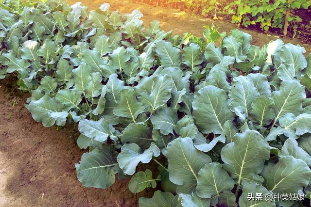 花椰菜（菜花）怎么种长得好，如何浇水施肥，如何防治虫害？