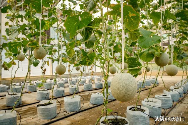 大棚哈密瓜栽培技术，及病虫害防治要点，让产量节节高