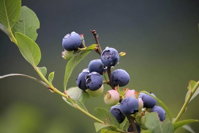 把蓝莓种阳台，注意以下几个方面，蓝莓结成串、果子多又甜，真值