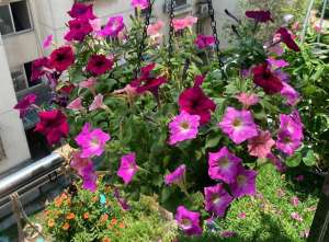 迷你向日葵种植(小时候养过的5种花，皮实好养，美貌花朵多，阳台露台变成小花园)