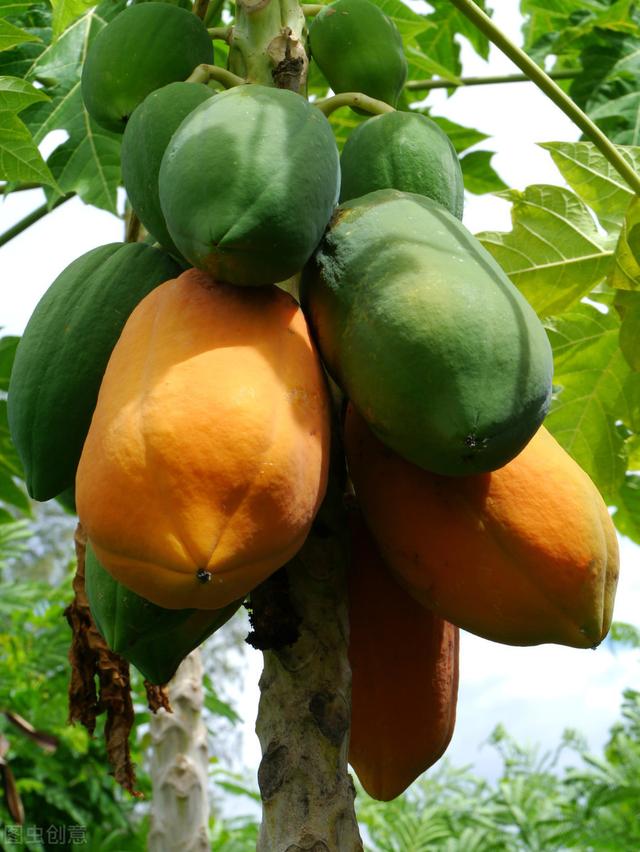番木瓜的栽培，需要了解果实的育苗和定植过程，主要有几点