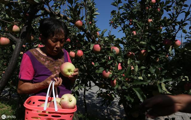 20亩苹果一年净利润27万，看看永寿这位果农怎么做到的？