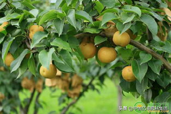 种植梨树，如何才能提高梨子品质？
