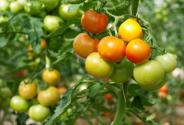带你看看大棚西红柿的种植方法，其实很简单，还绝对实用