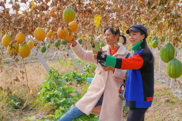 武汉新洲已种植超过5000亩瓜蒌田 万亩瓜蒌基地初步形成