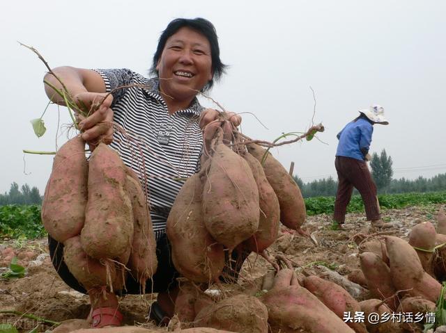 种植红薯和土豆学会这三种方法，个大高产，产量是平常的双倍