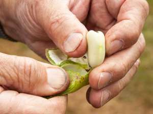 蚕豆苗种植技术(如何才能种好蚕豆？要掌握这些种植技术，会有明显的效果)
