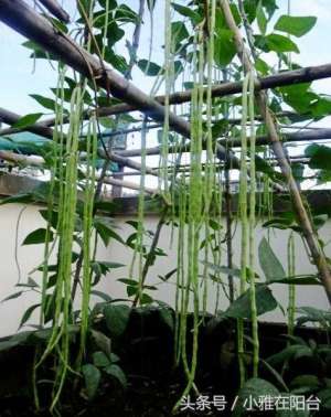 种植豇豆技术(家里种豇豆，一个小窍门，长得又快又好，结的豇豆吃不完)