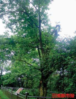 栗子树的种植视频(寻访长沙古树名木之美丨毛主席栽下的两棵板栗树，105岁了)
