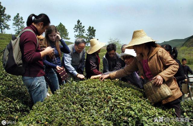 安吉白茶的种植技术要点