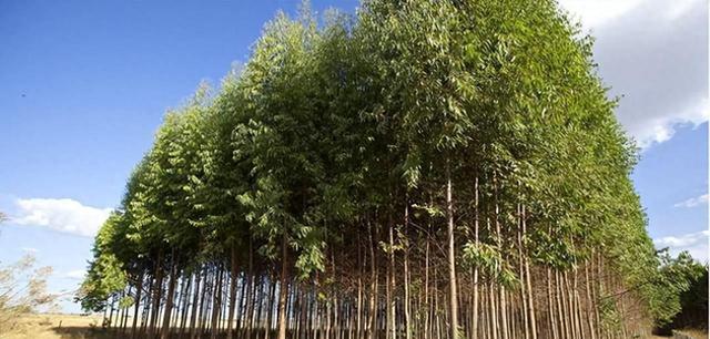 “断子绝孙树”桉树的真相揭秘：为何广西仍然在种植？