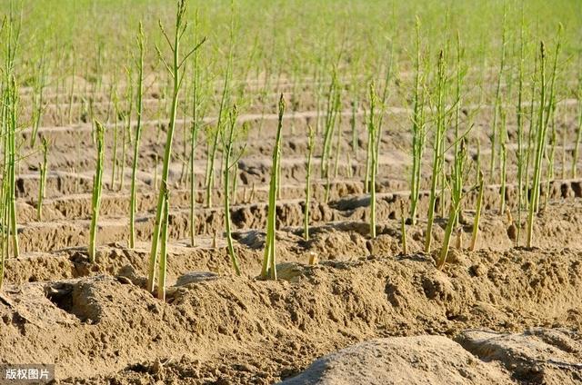 芦笋周年生产高效栽培技术，做好水分管理及病虫害防治，实现增产