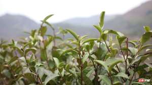 种植安吉白茶收入多少(新田：抢种安吉白茶“一片叶子”托起致富梦)