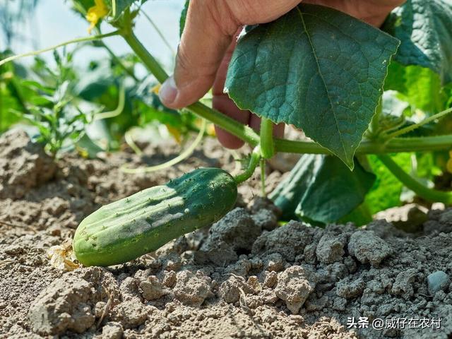 怎么在家种生菜、黄瓜？从种子育芽开始，超详细教程，值得收藏