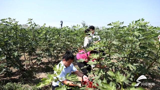 预计每亩收入8000多元！德州庆云县无花果迎来采摘季，特色种植“钱景”好